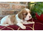 Cavalier King Charles Spaniel Puppy for sale in Saint Louis, MO, USA