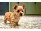 Yorkshire Terrier Puppy for sale in Oklahoma City, OK, USA