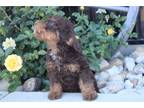 Mutt Puppy for sale in Indianapolis, IN, USA