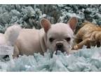 French Bulldog Puppy for sale in Tulsa, OK, USA