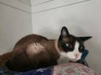 Adopt Frankie a Snowshoe, Siamese