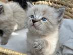 Gorgeous Fluffy Male Kittens