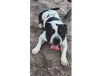 Adopt Karma a American Staffordshire Terrier, Mixed Breed