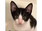 Adopt Soda a Domestic Short Hair