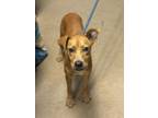 Adopt Ernie a Mixed Breed