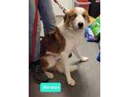 Adopt Hermes a Collie