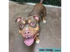 Adopt Fudge a Pit Bull Terrier