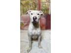 Adopt Ghost a Pit Bull Terrier