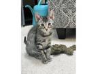 Adopt Ted a Domestic Short Hair