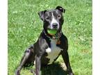 Adopt Freddie a Boxer, Staffordshire Bull Terrier