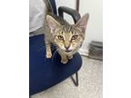 Adopt Luc a Domestic Short Hair