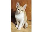 Adopt Tango a Domestic Short Hair