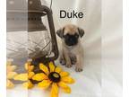 Pug PUPPY FOR SALE ADN-819378 - Adorable Pugs Ready for their new home