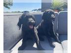 Labradoodle PUPPY FOR SALE ADN-819396 - Black labradoodle puppies