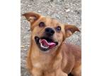 Adopt Reggie McDonald a Mixed Breed