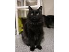 Adopt Pugsley a Domestic Medium Hair