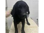 Adopt Blueberry Bee a Labrador Retriever