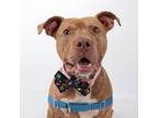 Adopt Ajax a Pit Bull Terrier