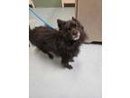 Adopt Bear a Schipperke, Pomeranian