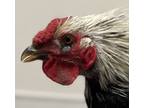 Adopt Gene Simmons a Chicken