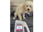 Adopt C-Trigger a Poodle, Cavalier King Charles Spaniel