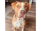 Adopt Bronco (Dylan) a American Staffordshire Terrier