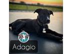 Adopt Adagio Ballet Dancer a Pit Bull Terrier, Labrador Retriever