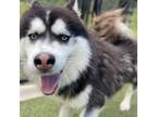 Adopt Lolly Pop a Husky