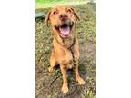 Adopt Jackson a Labrador Retriever, Mixed Breed