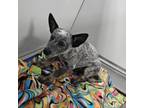 Adopt Oxford a Australian Cattle Dog / Blue Heeler