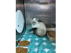 Adopt Lui Kang a Siamese