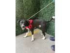 Adopt Rosco Robin* a Fox Terrier, Mixed Breed