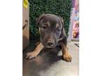 Adopt 55928439 a Rottweiler, Mixed Breed