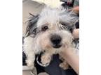 Adopt 56536011 a Shih Tzu, Mixed Breed