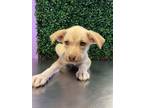 Adopt 56106747 a Labrador Retriever, Mixed Breed