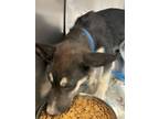 Adopt Ryker* a Siberian Husky, Mixed Breed