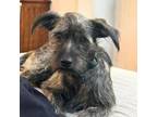 Adopt 56439326 a Schnauzer, Terrier