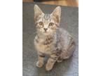 Adopt Newbie a Domestic Short Hair