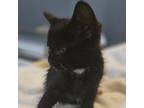 Adopt Robert a Domestic Short Hair