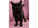 Adopt Goonie a Domestic Short Hair