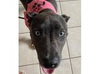 Dog for adoption - Sissy, a Black Labrador Retriever & Pit Bull Terrier Mix