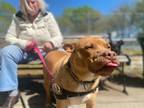 Adopt Marley a Retriever (Unknown Type) / Mixed dog in Wendell, NC (37644442)