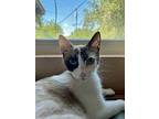 Gypsy, Snowshoe For Adoption In Austin, Texas