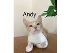 Andy, Domestic Shorthair For Adoption In Cleveland, Ohio