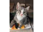 Hungry Jack, Domestic Shorthair For Adoption In Newport, North Carolina