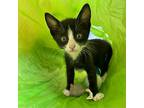 Zara, Domestic Shorthair For Adoption In San Juan Capistrano, California