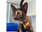 Adopt Pepsi a Domestic Short Hair