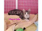 Adopt Cheese Cake a Domestic Short Hair