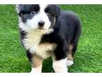 Miniature Australian Shepherd Puppy for sale in Saint Louis, MO, USA