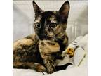 Adopt Charlene a Domestic Short Hair